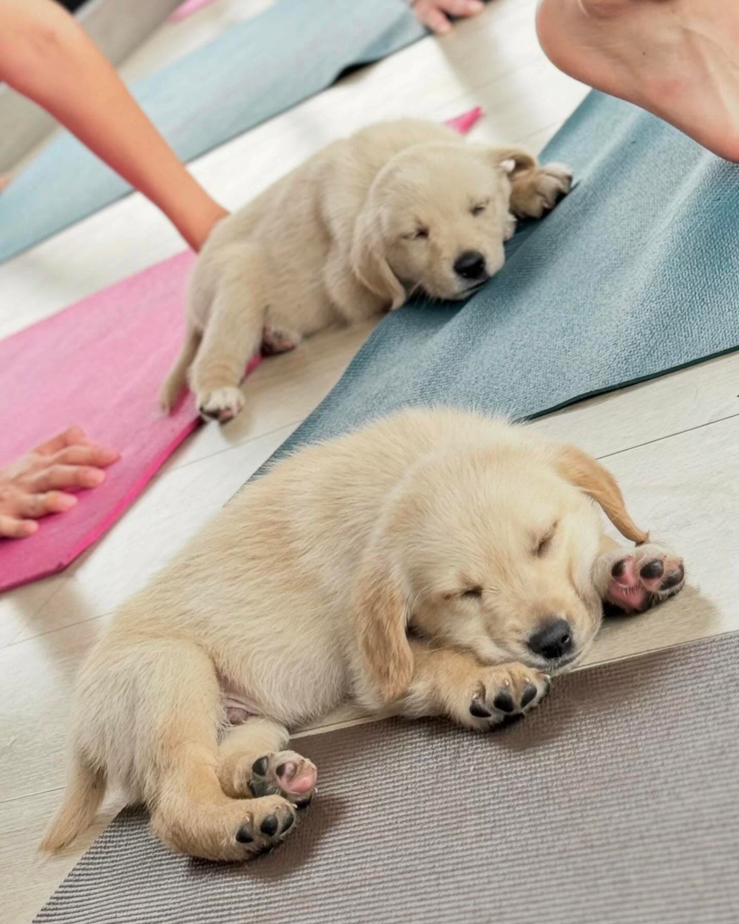 Cachorros rescatados durmiendo en una clase de Woofdates