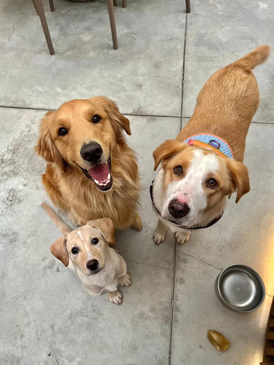 Perros rescatados de la Fundación Patrulla Criolla